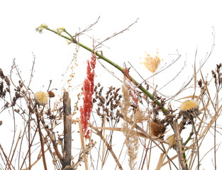 Dry field plants: flowers, twigs, branches and grass with seeds isolated on white background and texture, clipping path © dule964