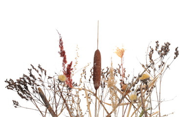 Dry field plants: flowers, twigs, branches and grass with seeds isolated on white background and texture, clipping path © dule964