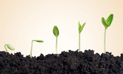 Growing.