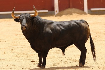 spanish bull in the bullring