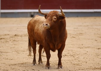 spanish bull in the bullring
