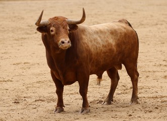 spanish bull in the bullring