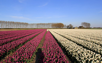 a bulb field with purple and white tulips and trees and a blue sky in the background at an evening in springtime in the netherlands