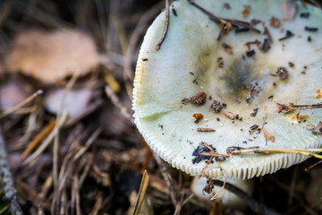 White cap mushroom