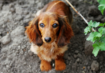 Breed of dog Dachshund