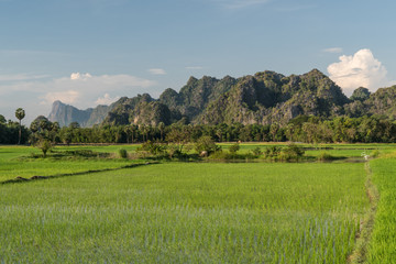 Rice paddies near Hpa-An, Myanmar
