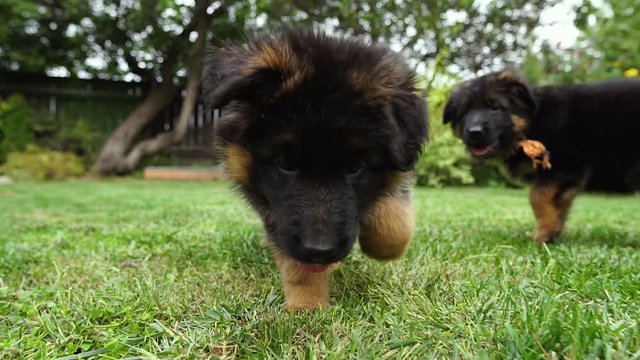 Close up. Slowmotion. German shepherd puppy walks on green grass, lawn and looks at the camera