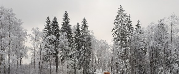 Snowy trees in the forest - Oslo 