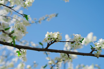 Branches of a tree in flowers weighing against the sky