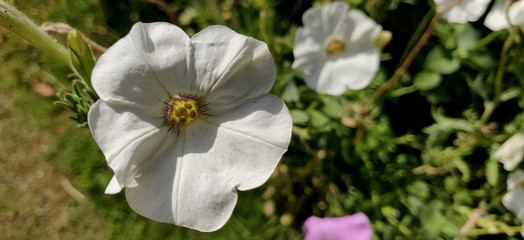 White Petunia basking in sun