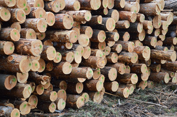stack of pine logs