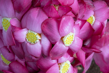 Lotus pink flowers plant background
