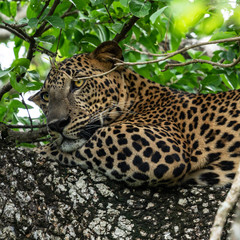 Leopard wild animal laying on the tree in jungle, Yala National Park, Sri Lanka