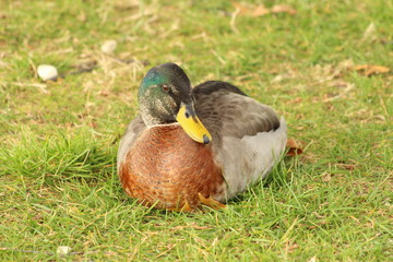 A duck in close up