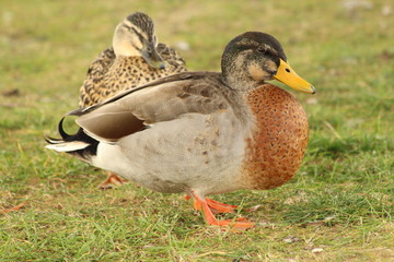 A duck in close up