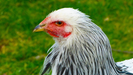 Proud and colorful Brahma chicken, the hen
