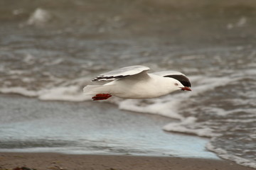 A gull in close up