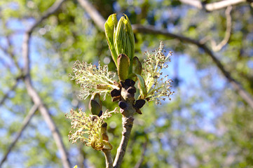 ash flowers and leaves
