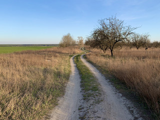 Fototapeta premium The road through the field against the blue sky. The path to the village passes near the forest in the meadow. Traces of cars and carts on the ground.