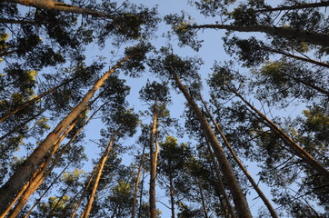 tall pine trees in the forest