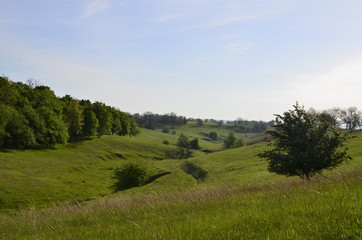 Fototapeta na wymiar landscape with trees, grass and blue sky