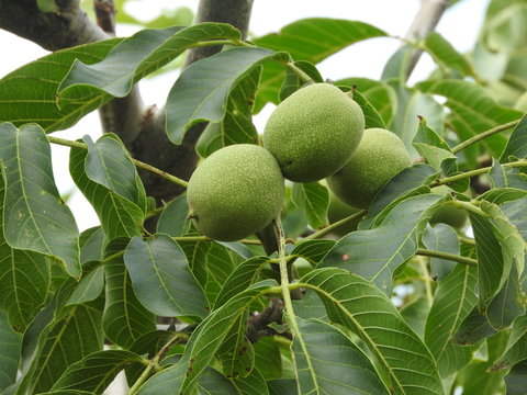 green walnut tree close up