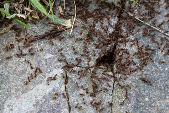 formicaio con formiche nella pietra