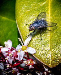 eine Fliege auf einem Blatt