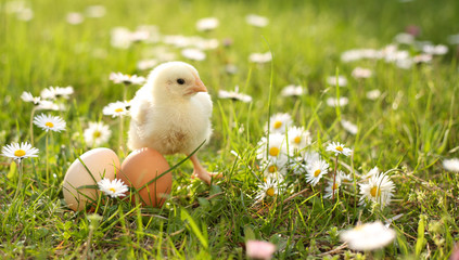 easter chick in grass