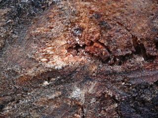 rotten wood background
