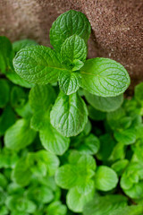 pianta di menta piperita in foglie