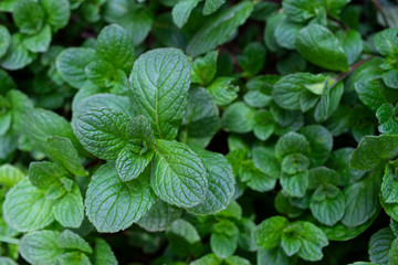 pianta di menta piperita in foglie