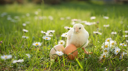 easter chick in grass