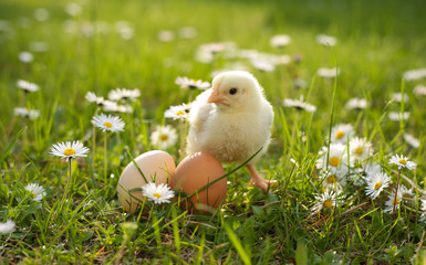 easter chick in grass