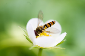 Schwebfliege auf weißer Erdbeerblüte