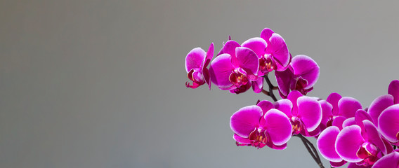 Violet orchid on clean gray background with copy space, panoramic header image