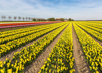 Yellow tulip field in the Noordoostpolder municipality, Flevoland