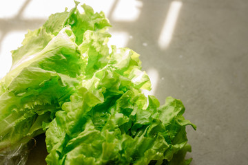 Lettuce on a gray background
