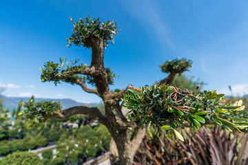 Close-up of an olive tree pruned on a bonsai