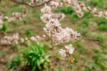 Blooming apricot tree on a city street
