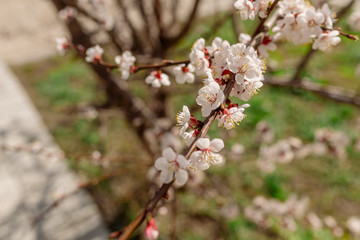 Blooming apricot tree on a city street
