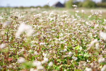 Buckwheat field, farmland. Blossoming buckwheat plant with white flowers