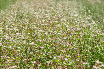 Buckwheat field, farmland. Blossoming buckwheat plant with white flowers