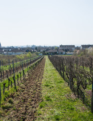Fototapeta na wymiar Vine grapes trees with sun landscape in spring time.