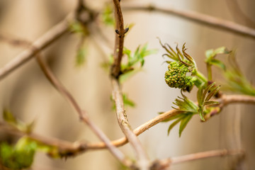 Buds of trees in a spring. Closeup of twigs with green leaf buds ready to burst over blurry beige background. Beautiful spring composition