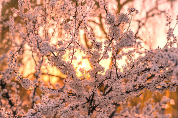 cherry flowers at sunrise