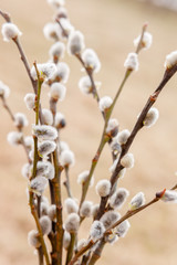 Spring Willow Branches - Easter Symbol