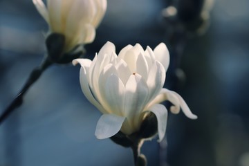 weisse Blüte einer Magnolie