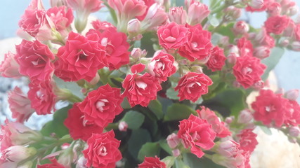 red flowers in the garden