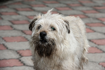 A dirty dog from the yard. Shaggy not well-groomed dog.